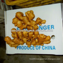 100g fresh ginger